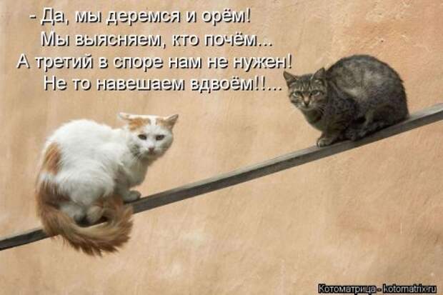 Новые крутые котоматрицы первой недели октября (50 фото) Новые крутые котоматрицы первой недели октября (50 фото)