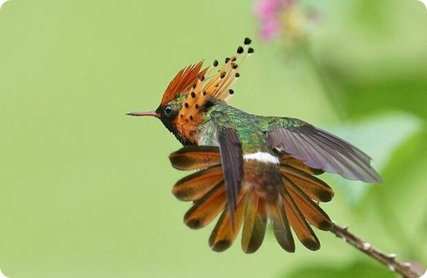 Украшенная кокетка (лат. Lophornis ornatus)