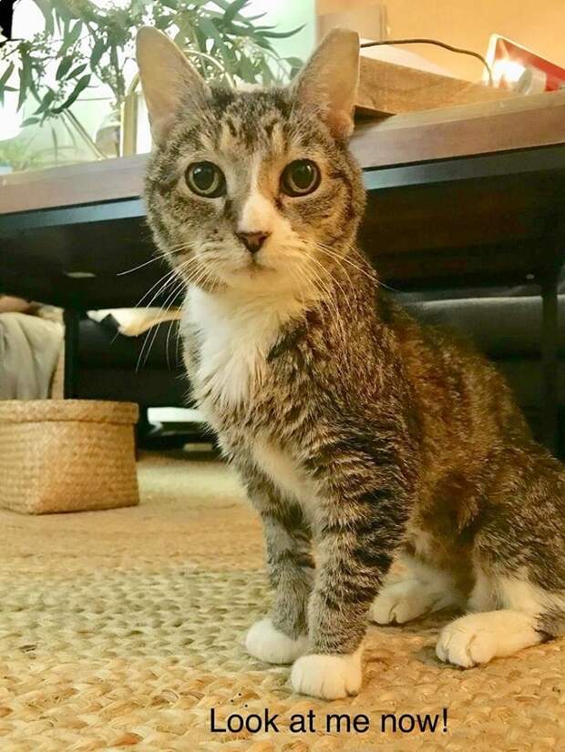 Кошка в доме Кошка сидит
