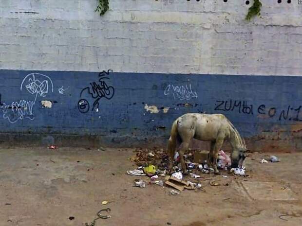 Бразилия. Отчаявшись найти пропитание, голодающая лошадь ест рассыпанный мусор google earth, не лучшее место на Земле, неожиданно, пугающе, снимки, тайны и загадки, удаленные места, фотографии