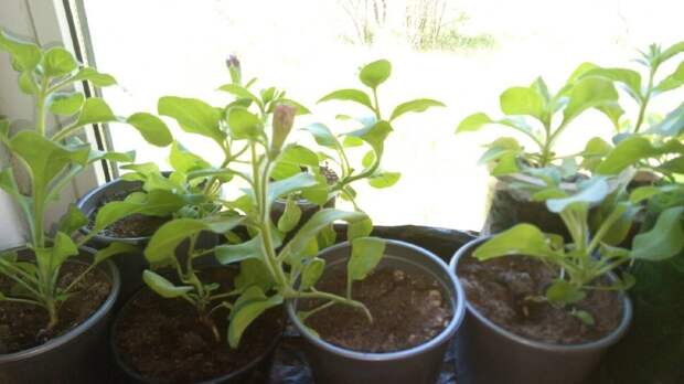 Советы от цветоводов: почему пропадает рассада петунии