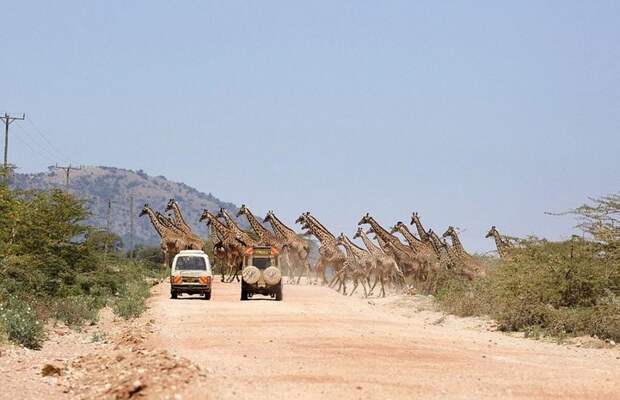 Уникальные кадры: 30 жирафов переходят дорогу