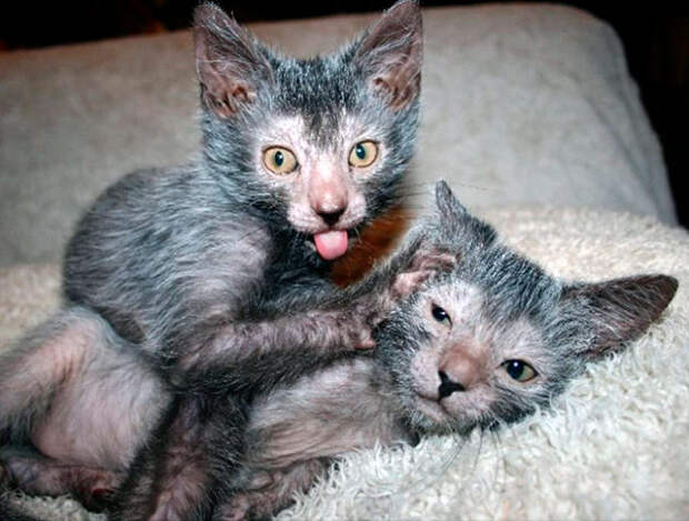 котята