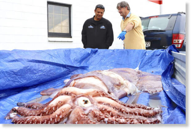 Гигантский глубоководный кальмар был пойман в бухте Изобилия, Новая Зеландия