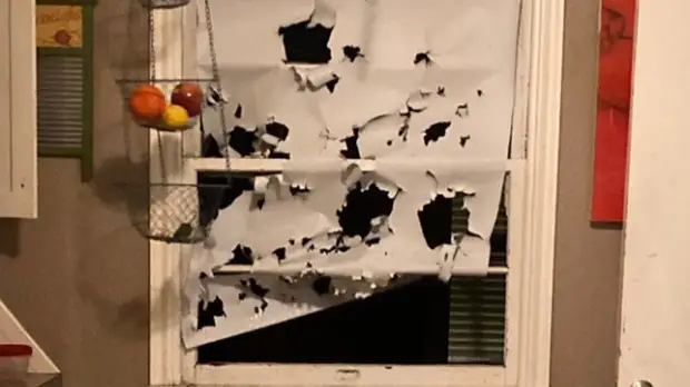 Самые известные придворные шуты, которые были далеко не глупцами