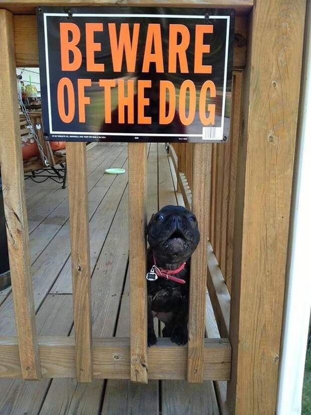 beware-of-the-dog-5-57ee559e96602__605