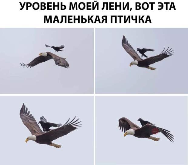 Подборка картинок. Вечерний выпуск (26 фото)