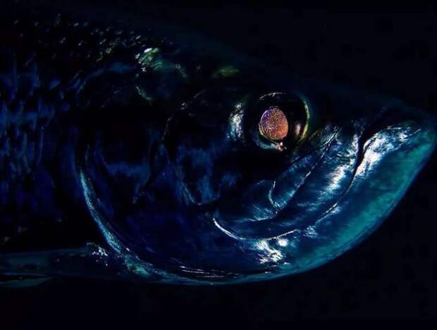 12 лучших подводных фотографии с конкурса «Through Your Lens»