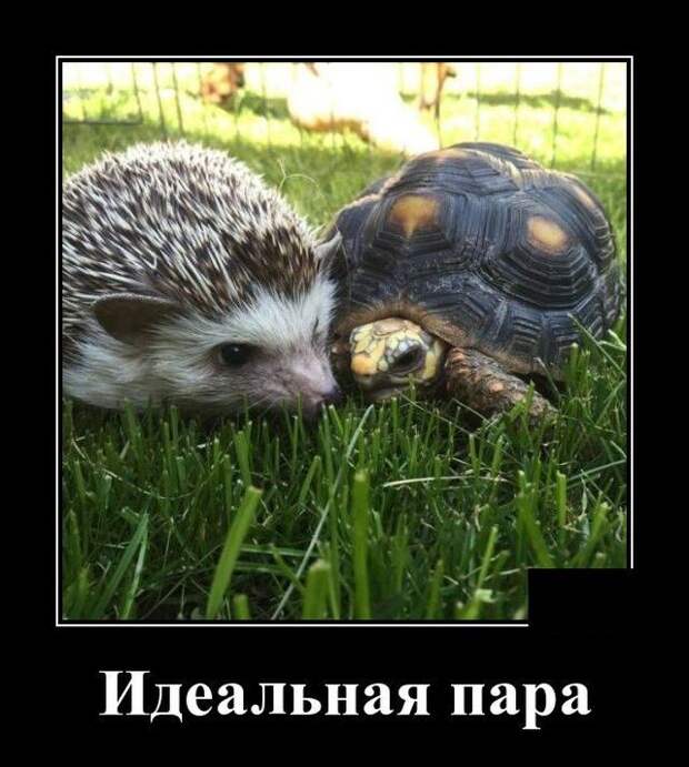demotivatory-demotivator-smeshnye-demotivatory-demotivator-so-smyslom