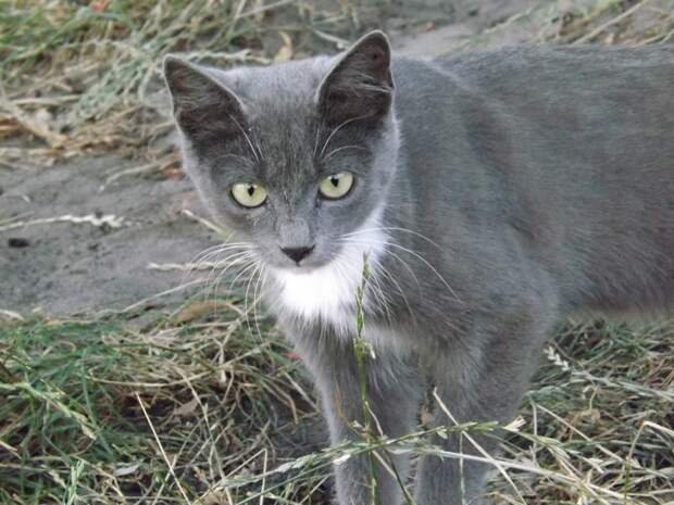 Немного котиков животные, коты, фото