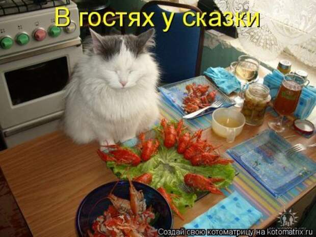 Новая котоматрица для настроения. Смотрим приколы