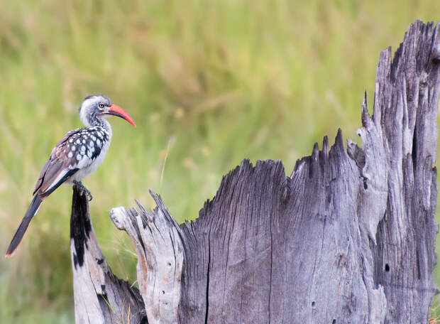 Красноклювая птица-носорог (redbilled hornbill)