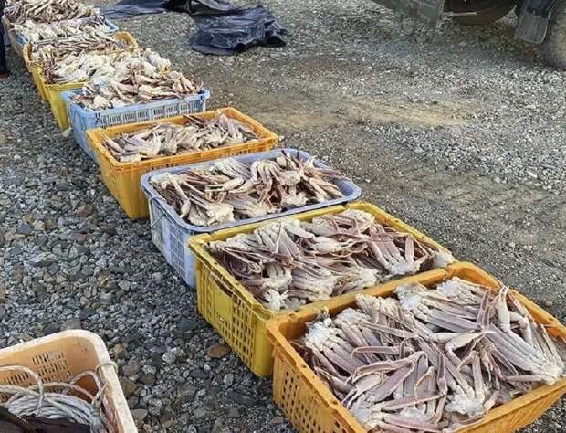 Приморские чекисты поймали браконьеров-краболовов