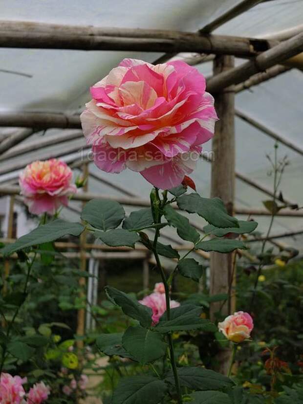 Фото шикарных роз из королевского парка 12
