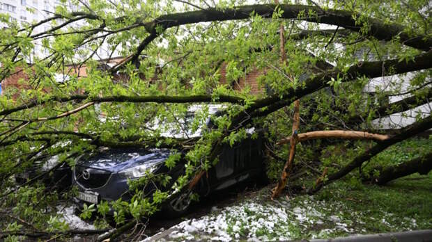 В Подмосковье из-за непогоды рухнули около 2500 деревьев