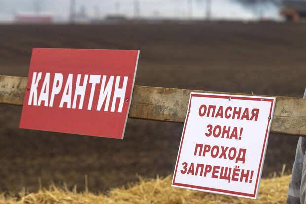 В Реутове ввели карантин по бешенству из-за очага в жилом доме