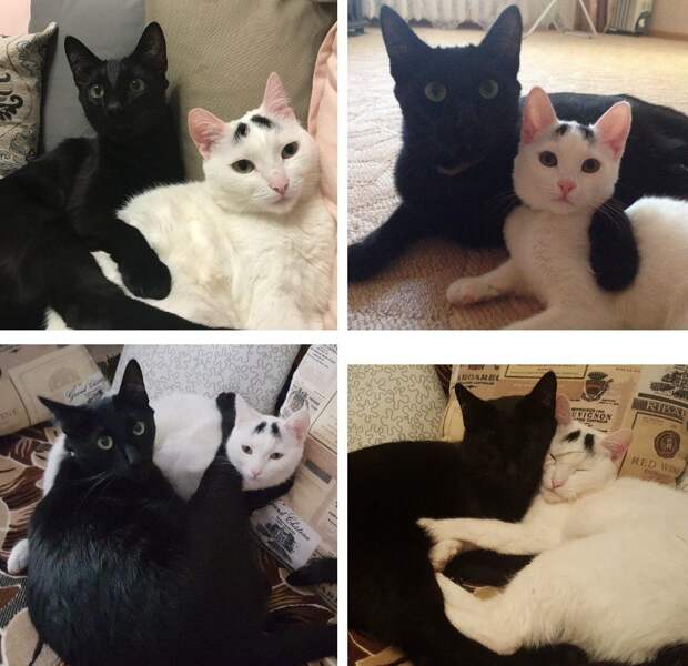 черный кот и белая кошка
