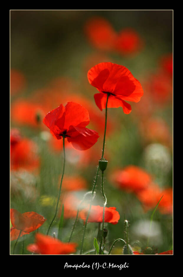 Amapolas (1) / Bot poppies (1)