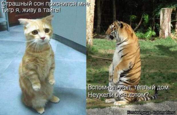 Котоматрицы(картинки с надписями)