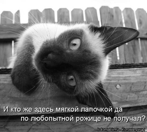 Котоматрица - И кто же здесь мягкой лапочкой да по любопытной рожице не получал?