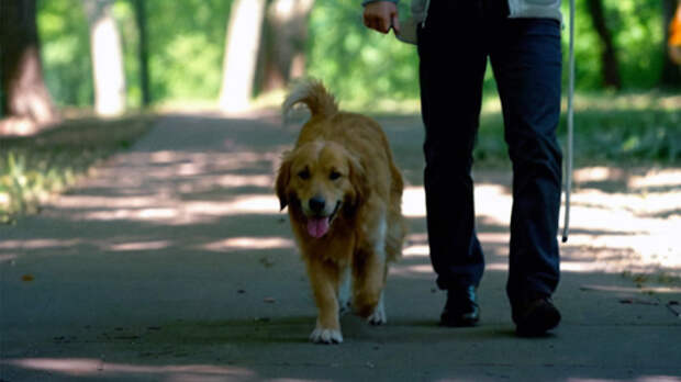 Пёс, идущий рядом