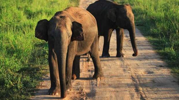 Чайные плантации угрожают популяции слонов