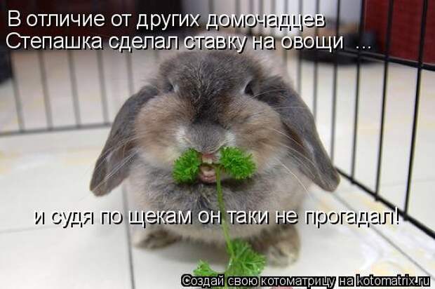 Котоматрица - В отличие от других домочадцев Степашка сделал ставку на овощи ... 