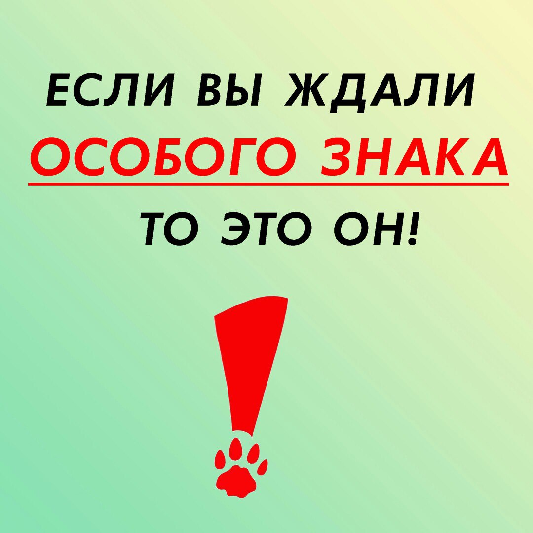 Он чудом выжил. Теперь, с вашей помощью, он будет самым счастливым и самым любимым котом!
