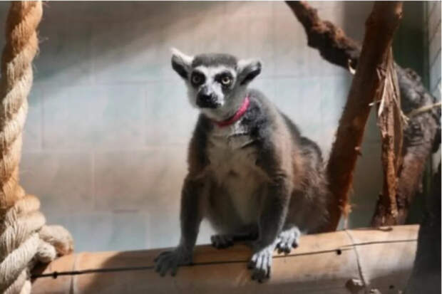Кошачьего лемура Васю изъяли из антикафе в Москве