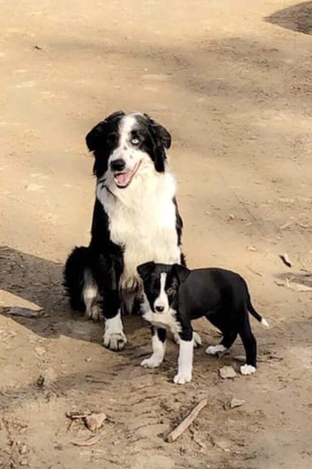 пес и щенок