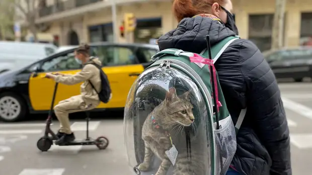 Путин подписал закон о запрете изымать домашних питомцев за долги