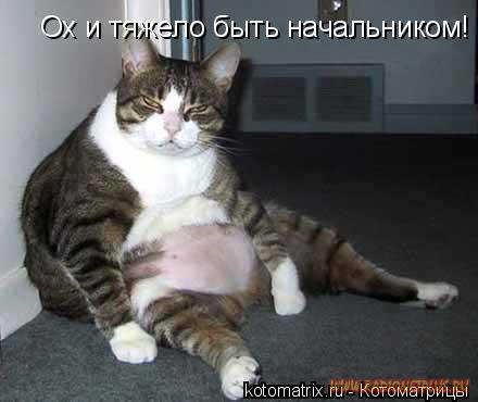 О братьях наших меньших....