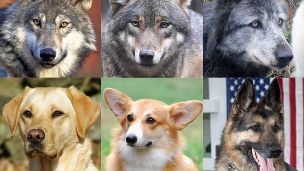 Как полагают учёные, одомашнивание привело к различиям в цвете радужной оболочки у собак и волков. Фото Akitsugu Konno and collegues Как полагают учёные, одомашнивание привело к различиям в цвете радужной оболочки у собак и волков. Фото Akitsugu Konno and collegues