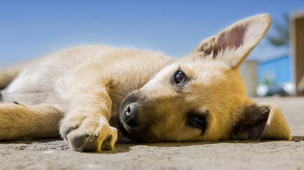 Те, кто утверждает, будто собаки не испытывают схожих с нашими эмоции, кривят душой. Фото Stas Svechnikov/Unsplash Те, кто утверждает, будто собаки не испытывают схожих с нашими эмоции, кривят душой. Фото Stas Svechnikov/Unsplash