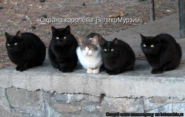 Лучшие котоматрицы недели (50 фото)