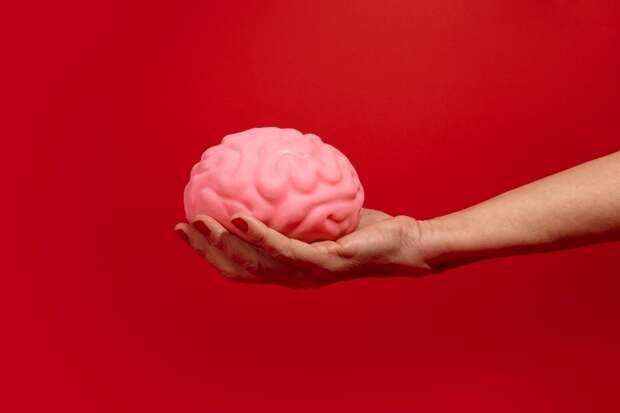 Мозг может хранить почти в 10 раз больше данных, чем считалось ранее