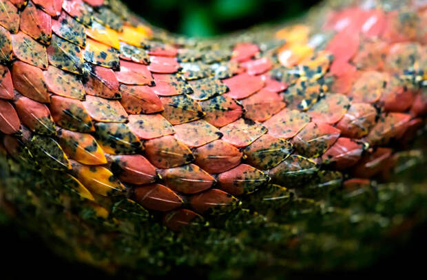 Ядовитая змея в научном институте Коста-Рики 