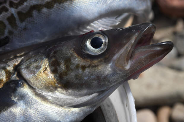 Союзник США не смог обойтись без российской рыбы