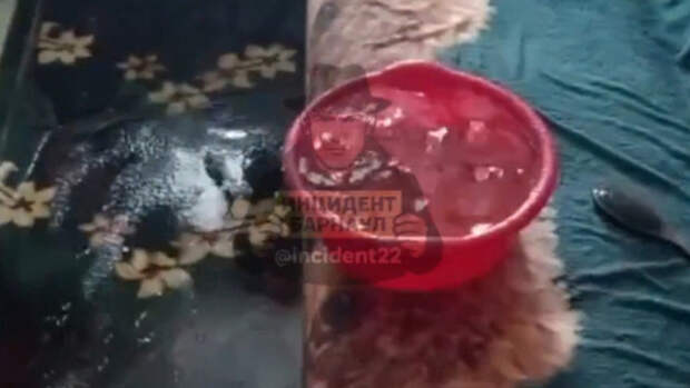 Затопление квартиры / Кадр из видео: 