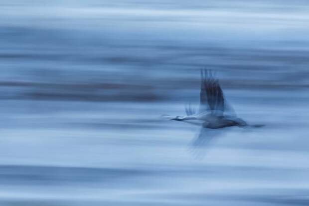 Лучшие фотографии птиц с конкурса Bird Photographer of the Year