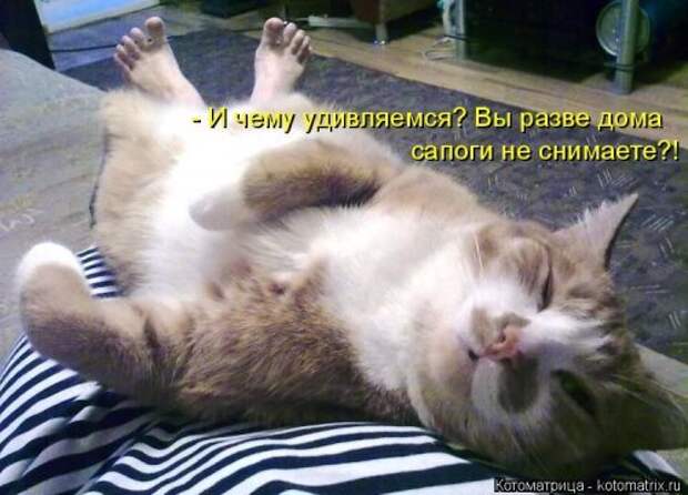 Новая котоматрица для настроения. Смотрим приколы
