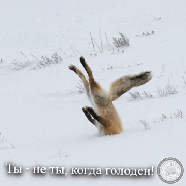 Когда голоден