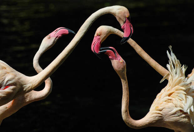 Фламинго в заповеднике в провинции Гуандун, Китай