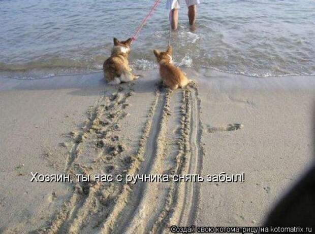 Котоматрицы(картинки с надписями)