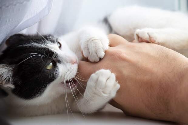 6 примеров, как домашние кошки манипулируют хозяевами
