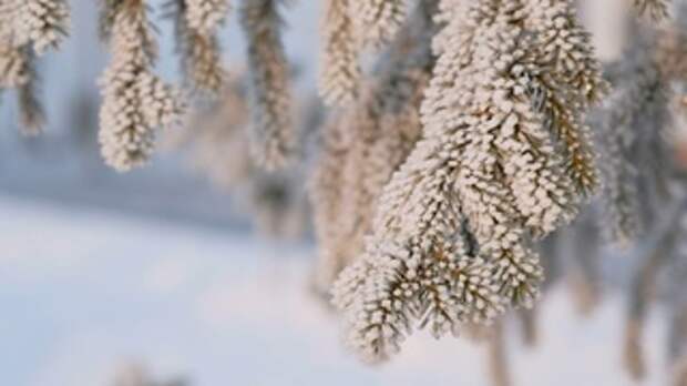 Зима. Мороз. Иней / Фото: amic.ru