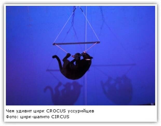 Фото: цирк-шапито CIRCUS