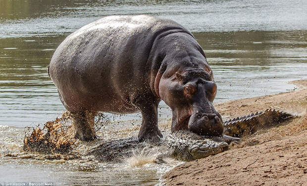 Гиппопотам