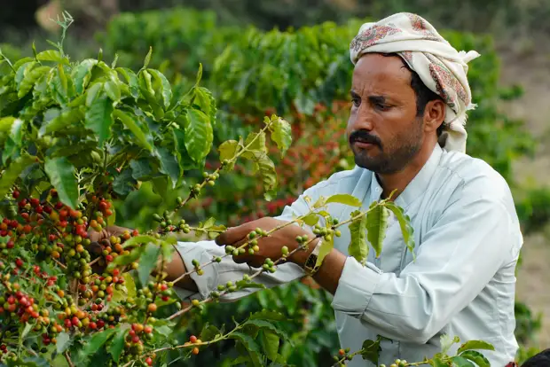 Сбор кофе в Йемене