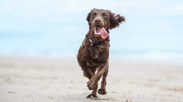 По мнению скептиков, маловероятно, что собаки испытывают эмоции так же, как мы. Разве это правда? Фото rebeccaashworthearle/Shutterstock По мнению скептиков, маловероятно, что собаки испытывают эмоции так же, как мы. Разве это правда? Фото rebeccaashworthearle/Shutterstock
